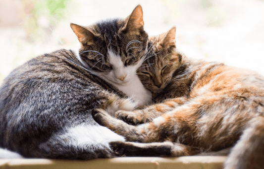 Nombres para gatas hembra por color de pelaje